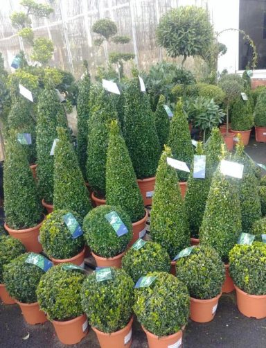 box balls and cones for pots and garden borders