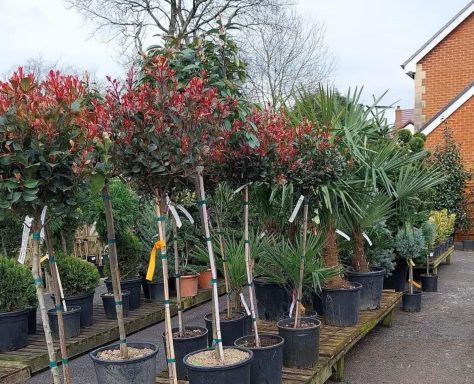Standard trees as statement plants within your garden